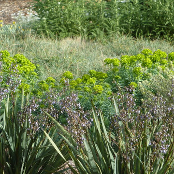 Silver Meadow