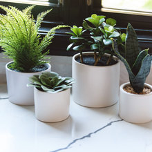 Plants