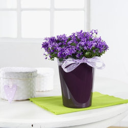 Lechuza - Outdoor Decor