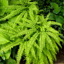 Aloe Plants I like (CE)