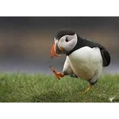 Adrienne Thomas's photo