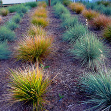 Masses of Grasses