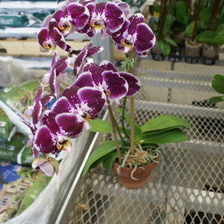 orchids - Products