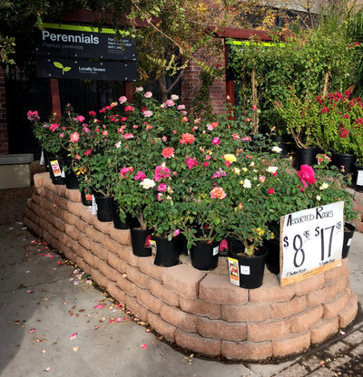 Сад by Noelle Johnson Landscape Consulting