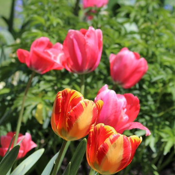 Garden Plants
