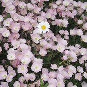 Viola Strode Saffelders foto