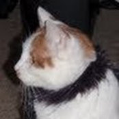 Diane DeJoie's photo