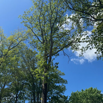 Tree & Landscaping services
