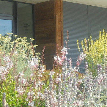 CREATION D'UN MASSIF DE PLANTES VIVACES