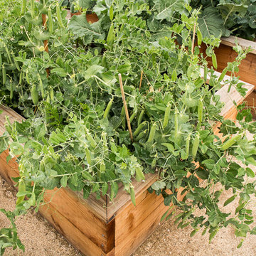 Vegetable Paradise