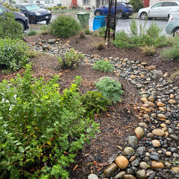 California Native Plants- Front and Back Yard Design