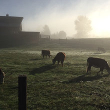 Cows