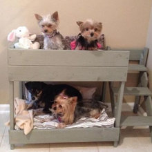 Dog home