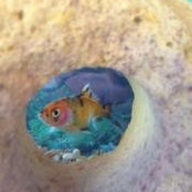 Joanne MacMaster's photo