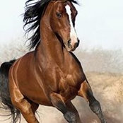 Foto von محمد القريشي