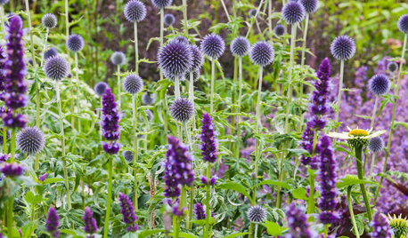 6 wunderschöne architektonische Stauden und Sommerblumen