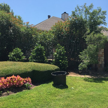 Large Wax Myrtle Install
