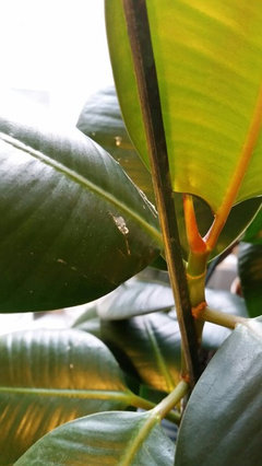 monstera plant online Buy Monstera Deliciosa  Swiss Cheese Plant Online