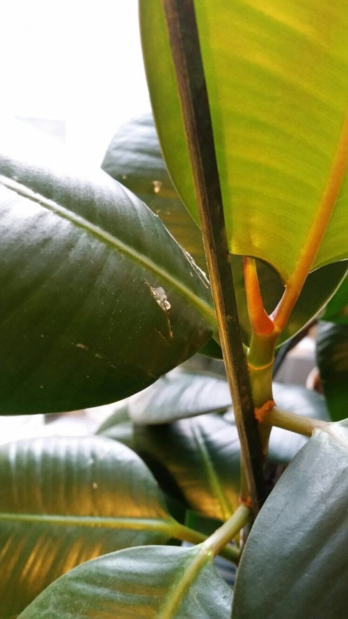Rubber plant leaves cracking