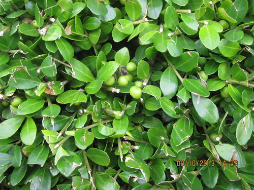 Is This A Holly Bush Small Leaves