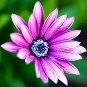Sarah Erhardt's photo
