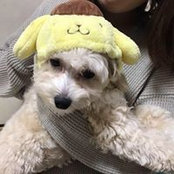 くるすひろこs foto
