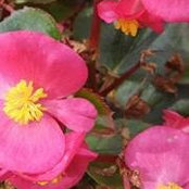 Patricia Scanlon's photo