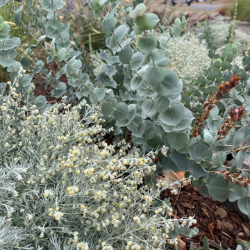 Parahebe and Artemisia