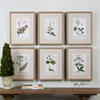 Green Floral Botanical Study Prints, Set of 6 Designed by Grace Feyock