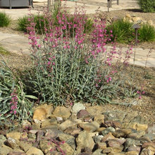 Meditation garden