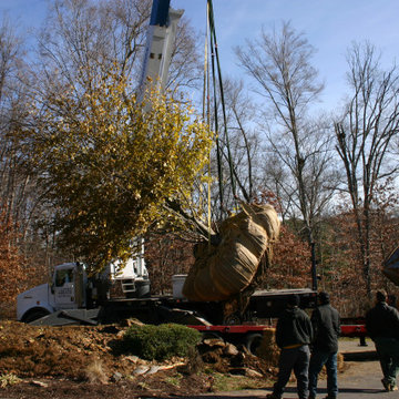 Tree Transplanting