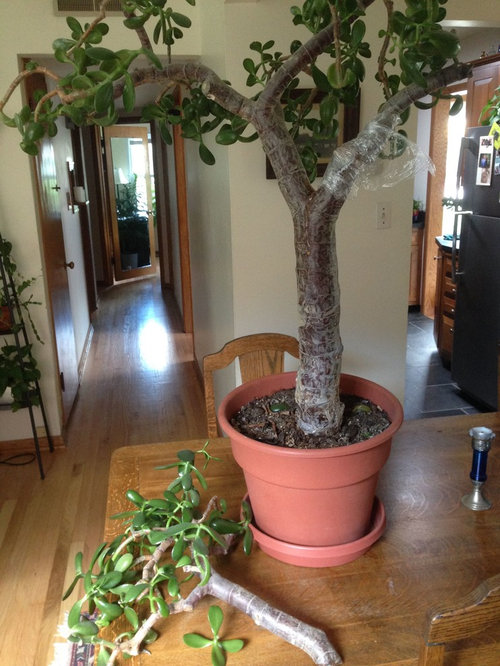 Jade Bonsai is dropping branches and interior of plant is brown. Help!