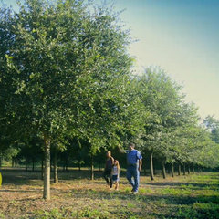 Duocte's Tree Farm