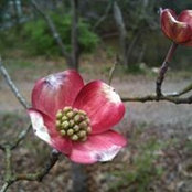 Susan Thompson's photo