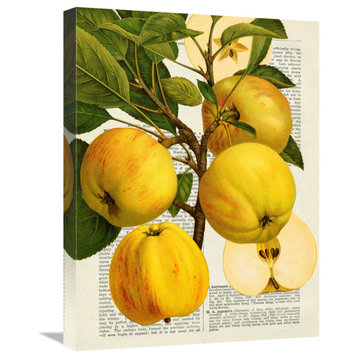 "Fruits de saison, Pommes" by Remy Dellal, 18"x24"