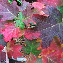 Front Garden Plant Ideas