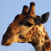 SYLVIA PERCIVAL's photo