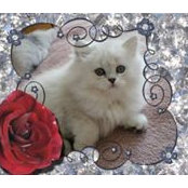 Julia Stebleva's photo