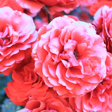 Nature on Walls / Rose Flowers II