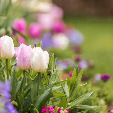 Spring Awakening
