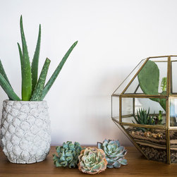 Cacti and secculents - Home Decor