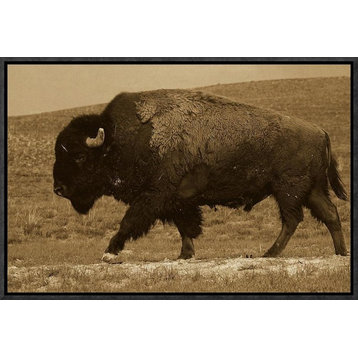 "American Bison male, Durham Ranch, Wyoming - Sepia"  by Pete Oxford, 19x13"