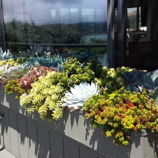 Kleiner, Halbschattiger Stilmix Garten mit Kübelpflanzen in San Francisco