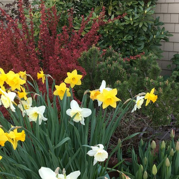 Madrona Front Garden