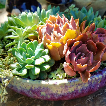 Succulent Arrangements
