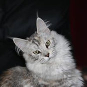 Nadege Pirone's photo