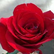 Jamuna Raman's photo