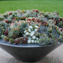 Succulent Gardens