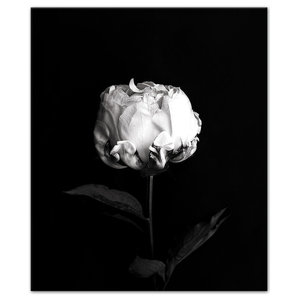 Rose Home Decor Pink Rose x-ray photography Black Framed Wall Art Print