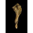"States of Erosion Image 3 Whelk Shell" Nature Photo Unframed Wall Art Print, 16